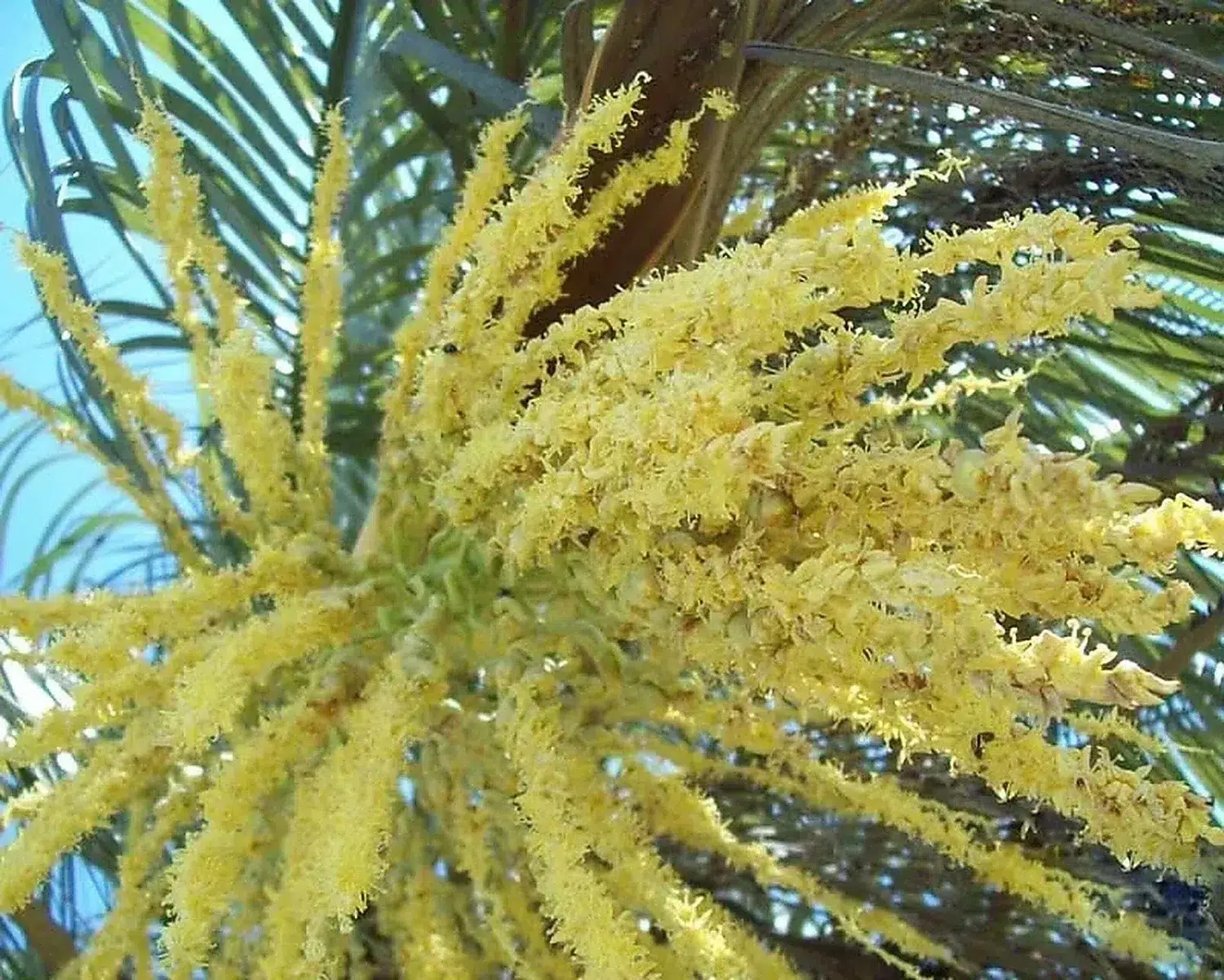 Butia yatay - palmares de quebracho 1.jpg