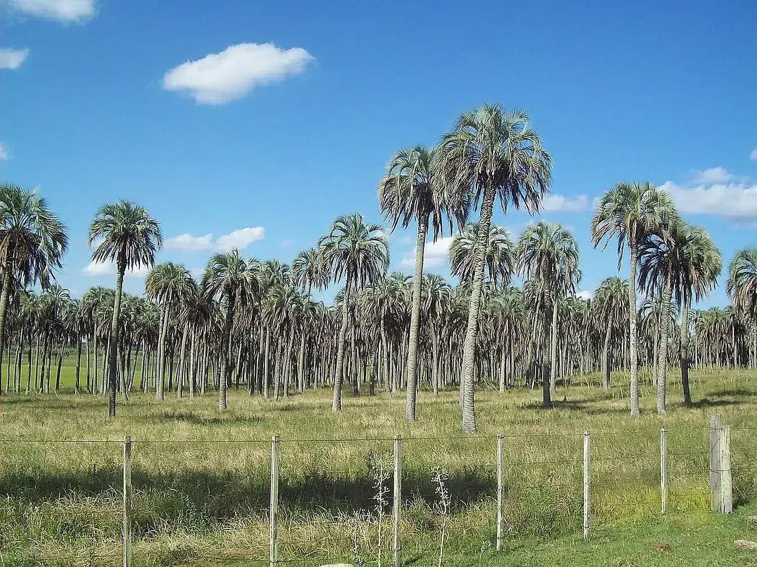 Butia yatay - palmares de quebracho- Paysandú, Quebracho 41.JPG