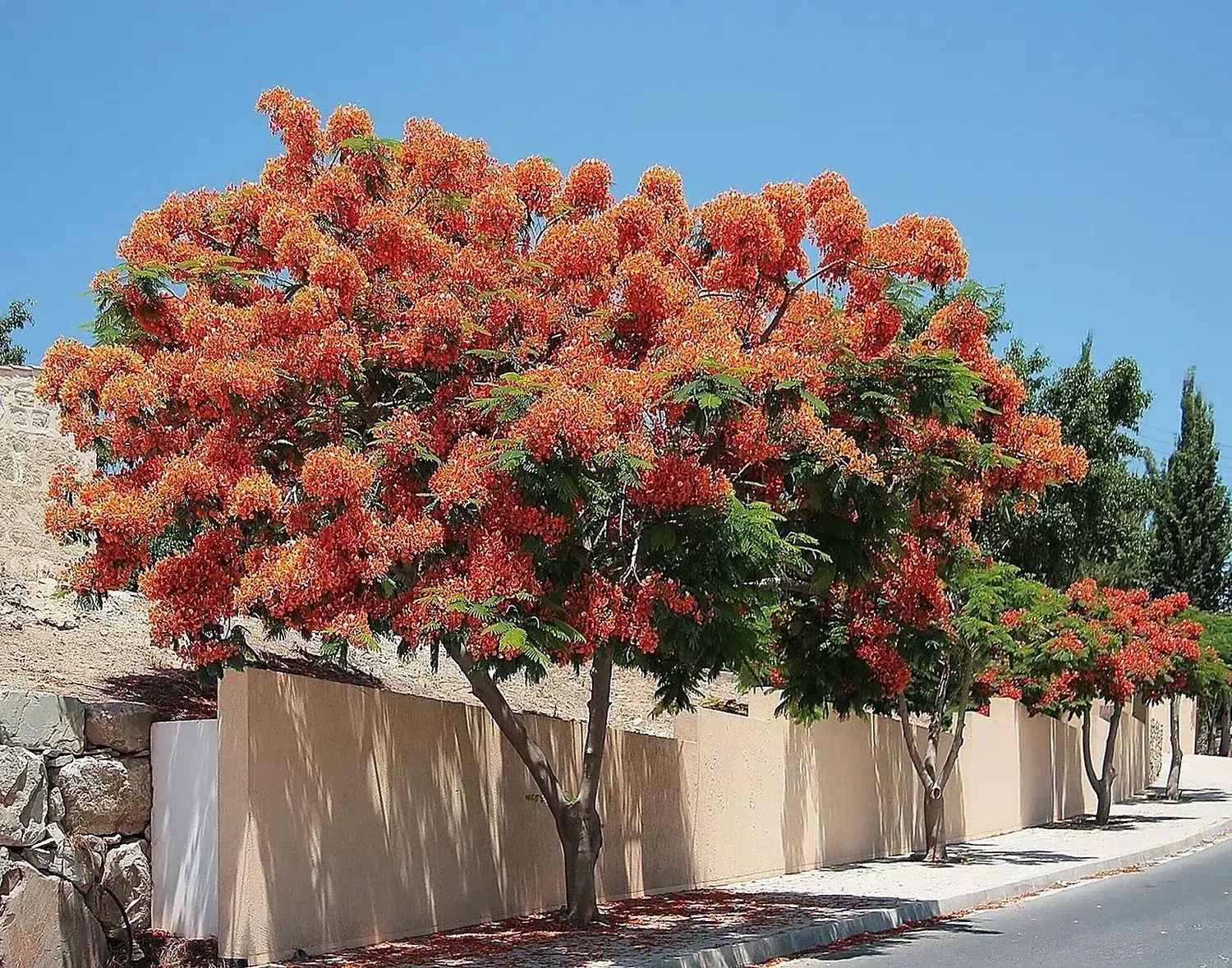 Delonix regia 4257.jpg