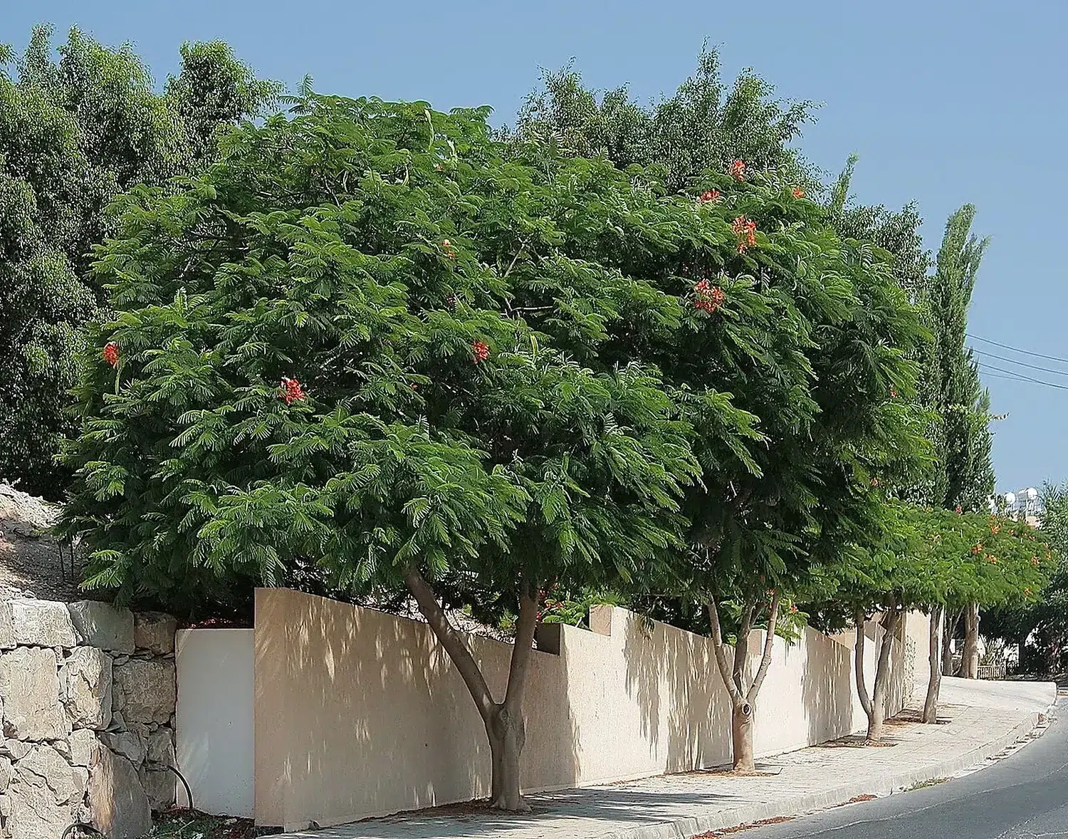 Delonix regia 5644.jpg