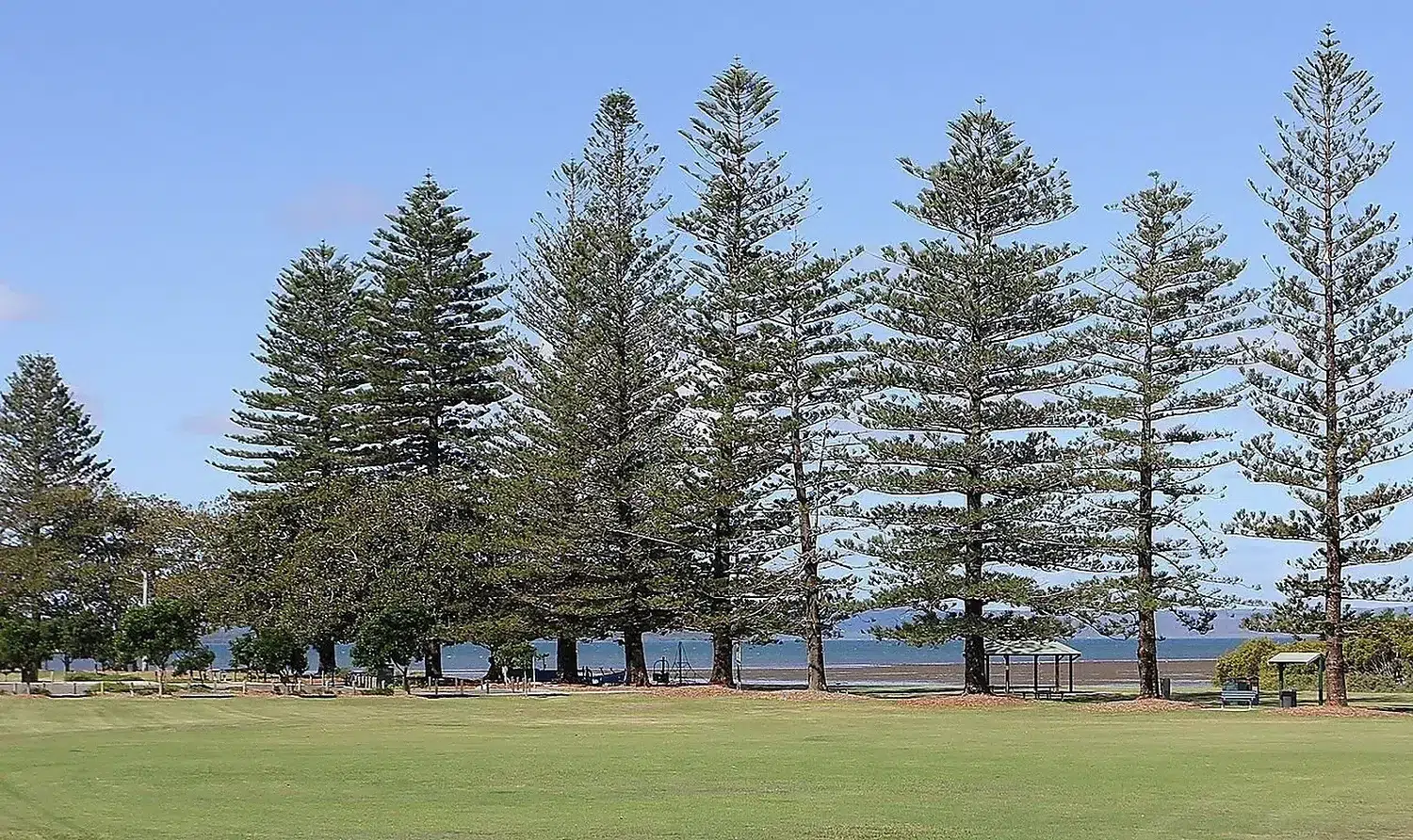 G.J. Walter Park Araucaria heterophylla trees.jpg
