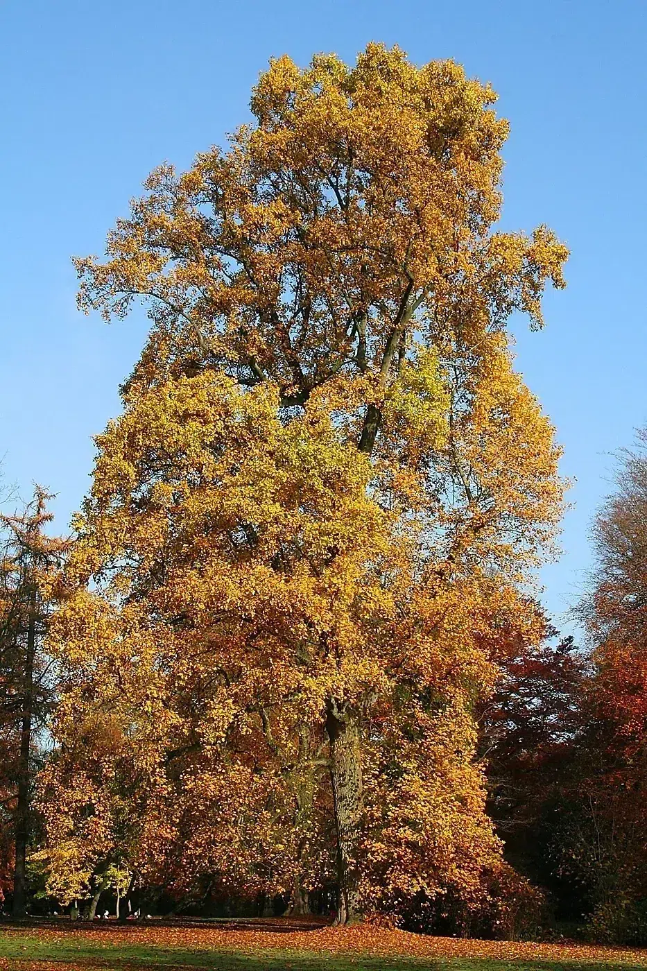 Liriodendron tulipifera JPG5a.jpg