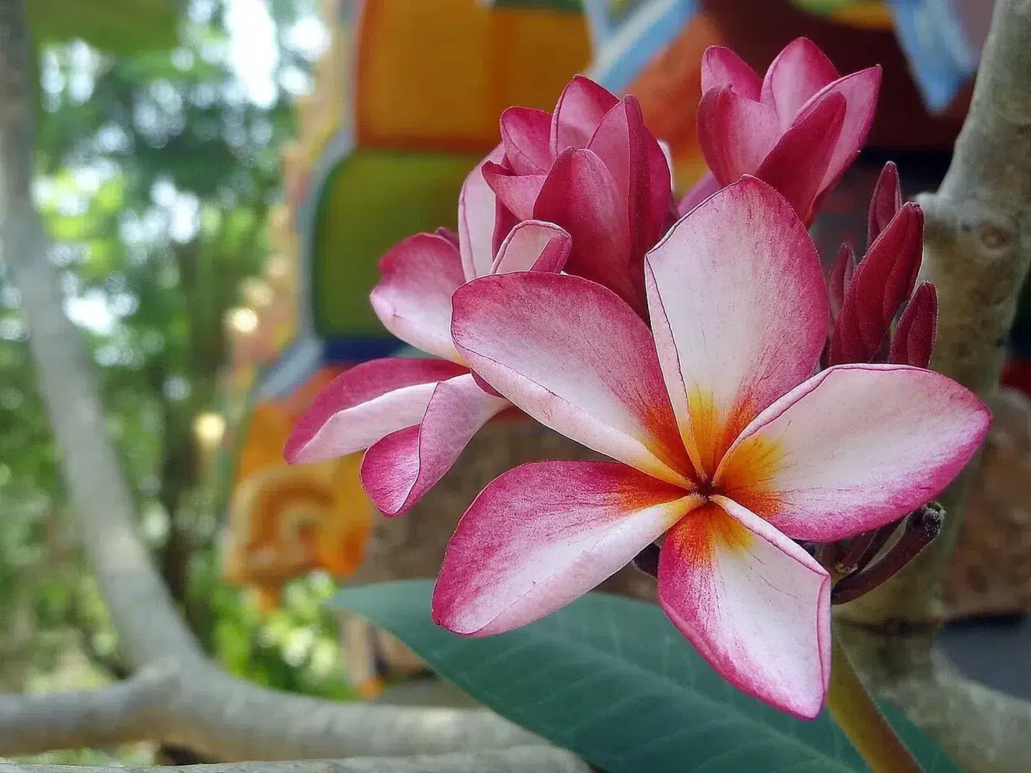 Plumeria rubra flower in jaffna.jpg