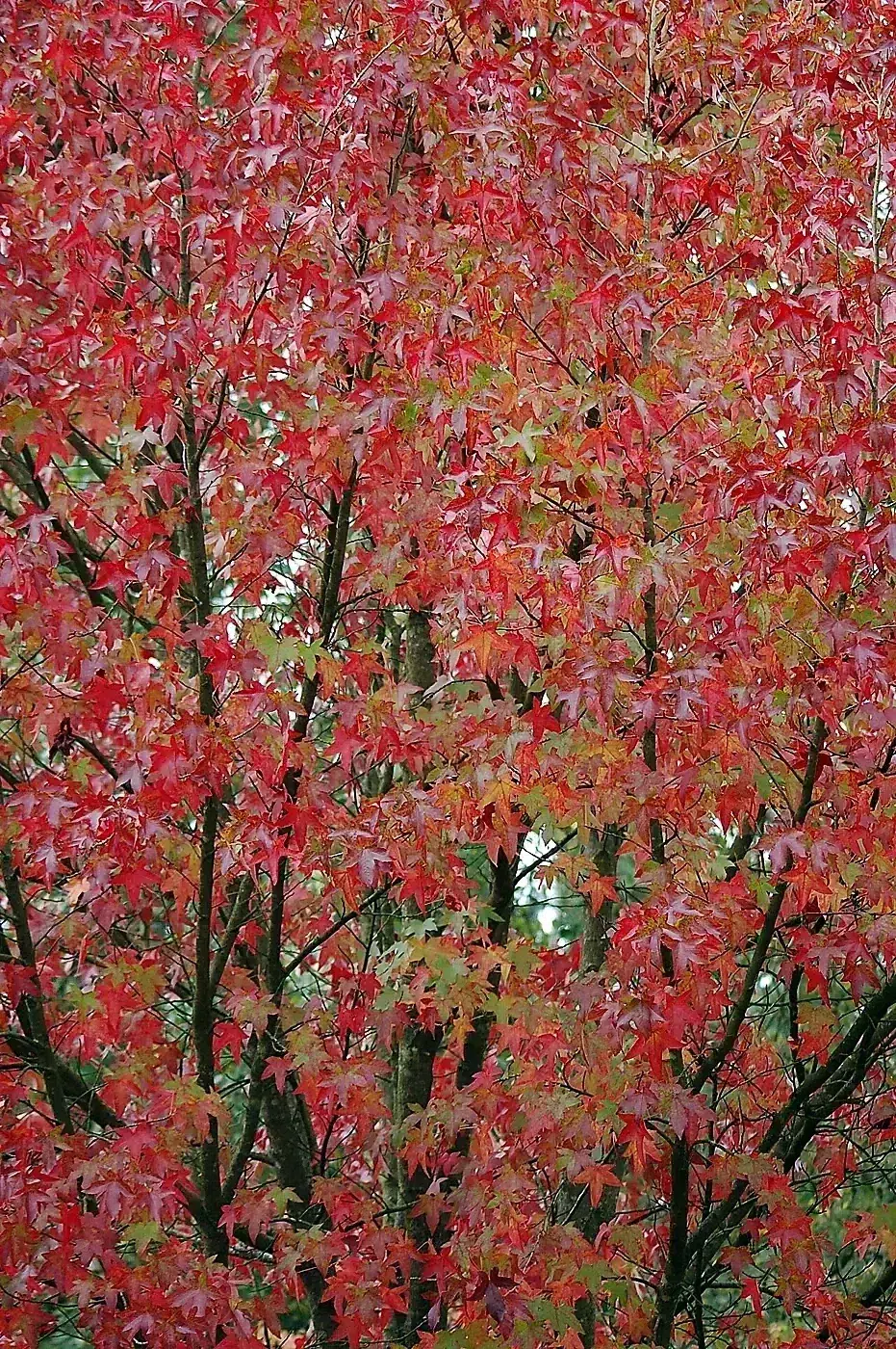Autumn Leaves (Liquidambar Styraciflua) (2967000252).jpg
