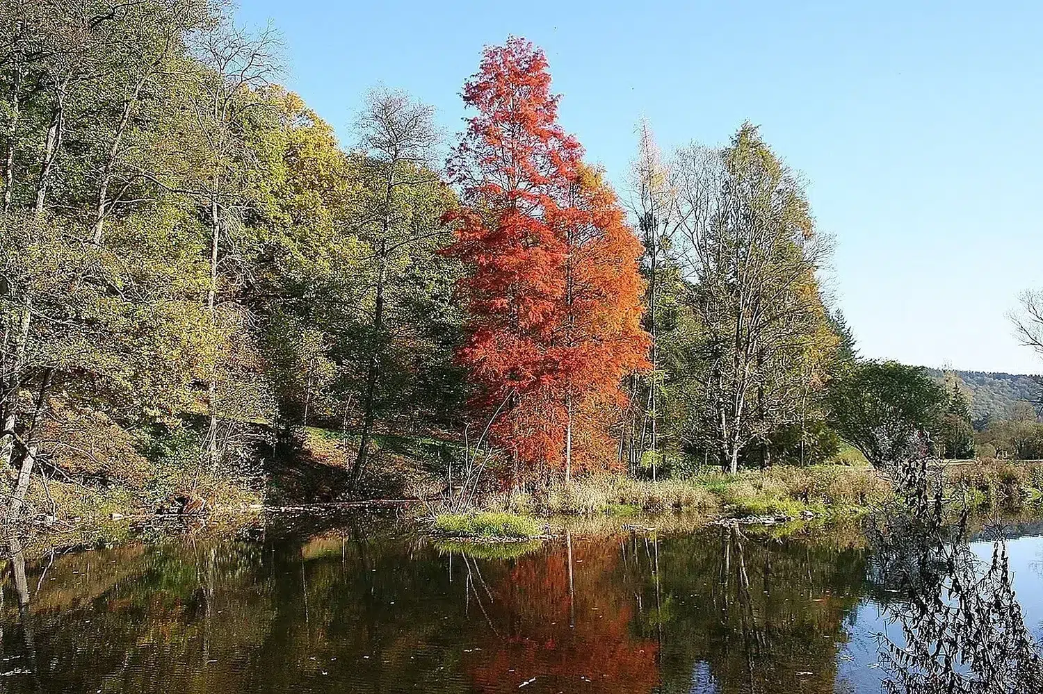 Taxodium distichum (Rendeux) JPG1.jpg