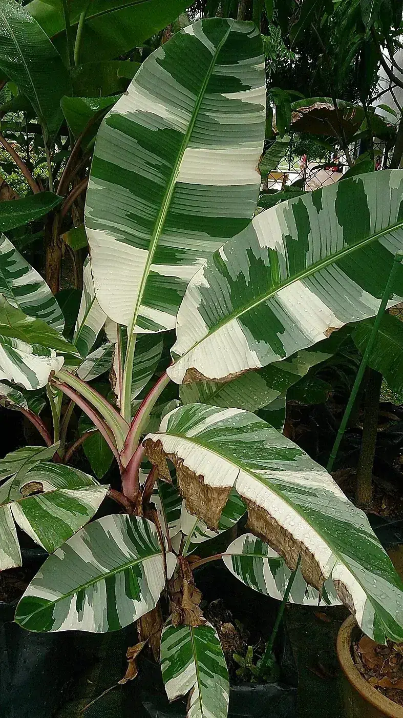 Royal Variegated Banana (Musa x paradisiaca 'Ae Ae').jpg