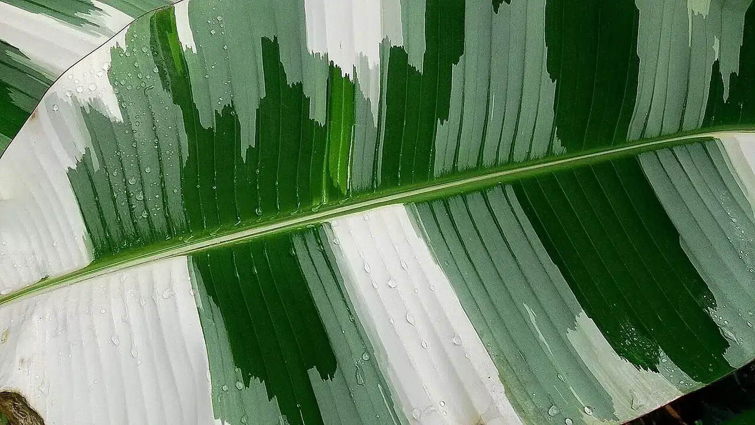 Royal Variegated Banana (Musa x paradisiaca 'Ae Ae') 4.jpg