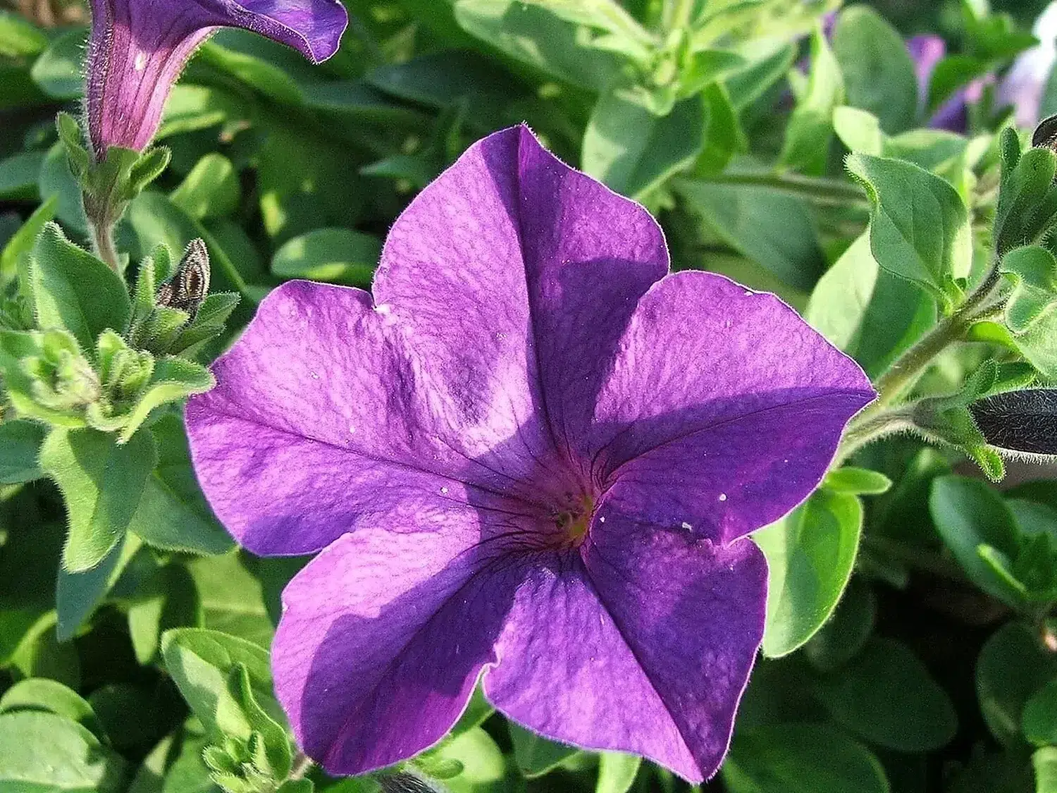 Petunia x hybrida a2.JPG