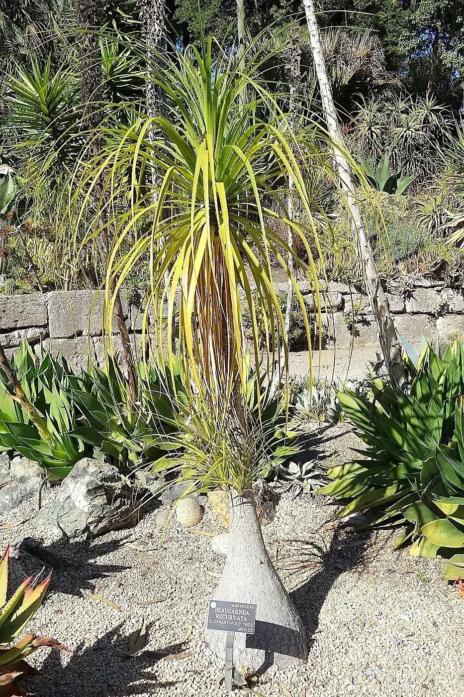 Beaucarnea recurvata - San Francisco Botanical Garden - DSC09778.JPG