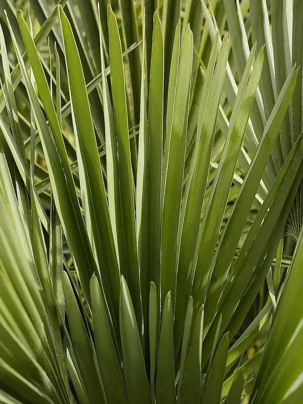 Chamaerops humilis (leaves).jpg