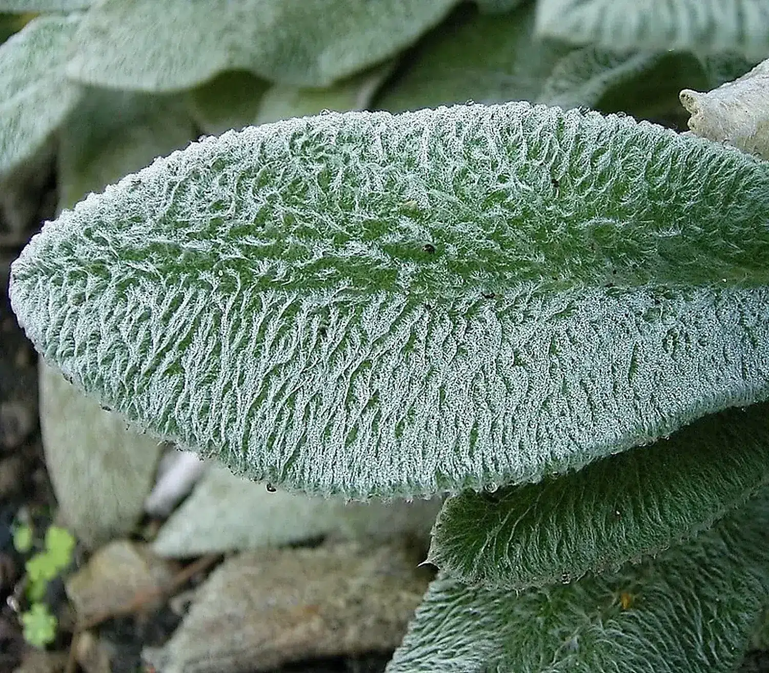 Stachys byzantina 03 ies.jpg