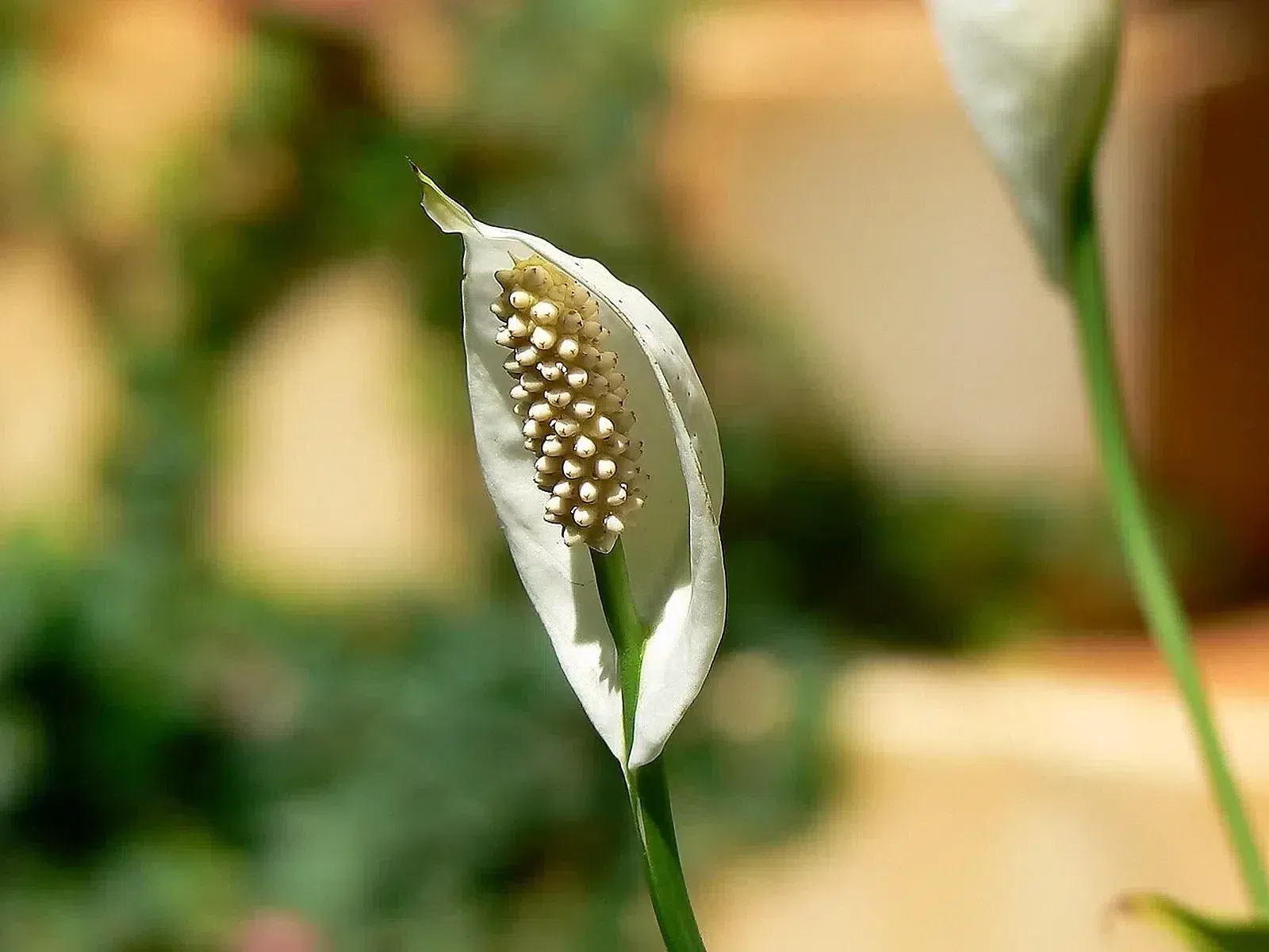 Spathiphyllum wallisii (418534471).jpg