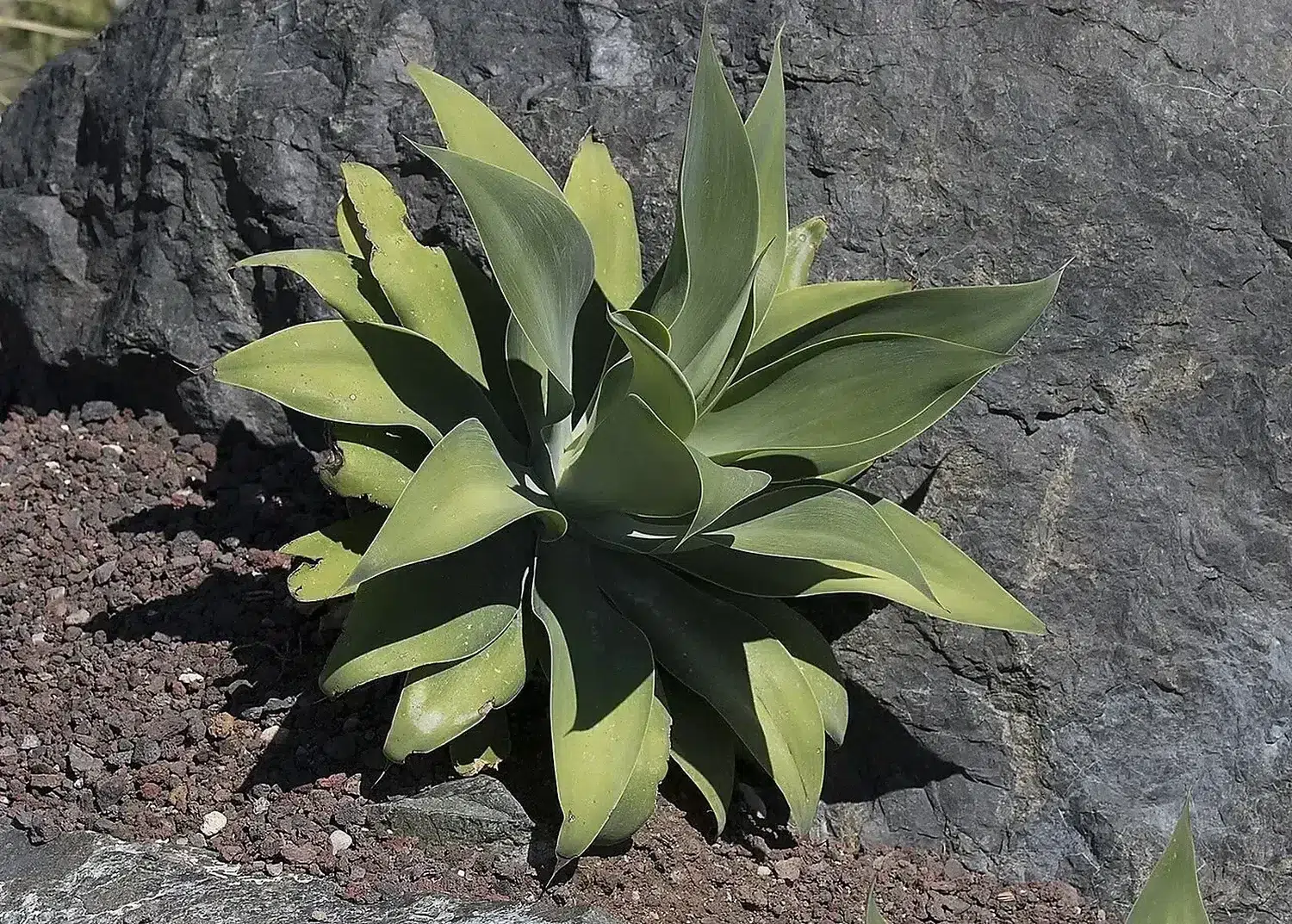 Agave attenuata - Fox Tail Agave 01-1.jpg