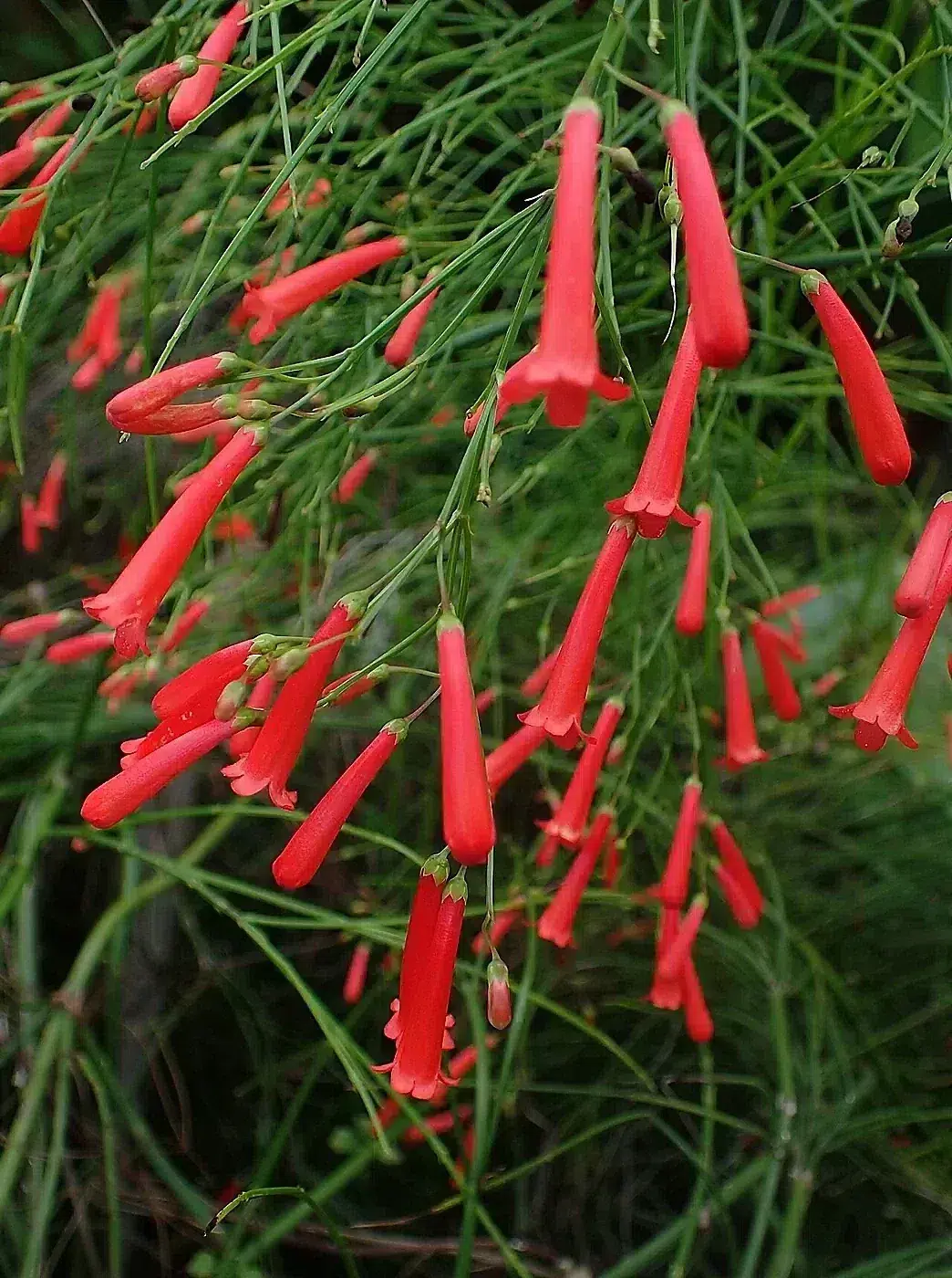 Russelia equisetiformis kz1.jpg