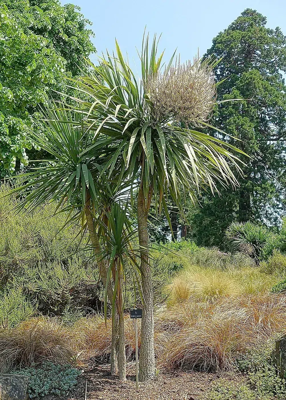 Cordyline australis - Savill Garden - Windsor Great Park, England - DSC05962.jpg