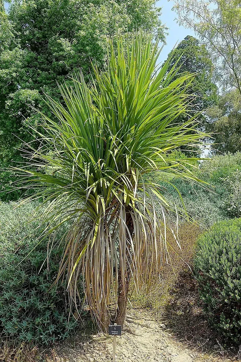 Cordyline australis - Savill Garden - Windsor Great Park, England - DSC05974.jpg