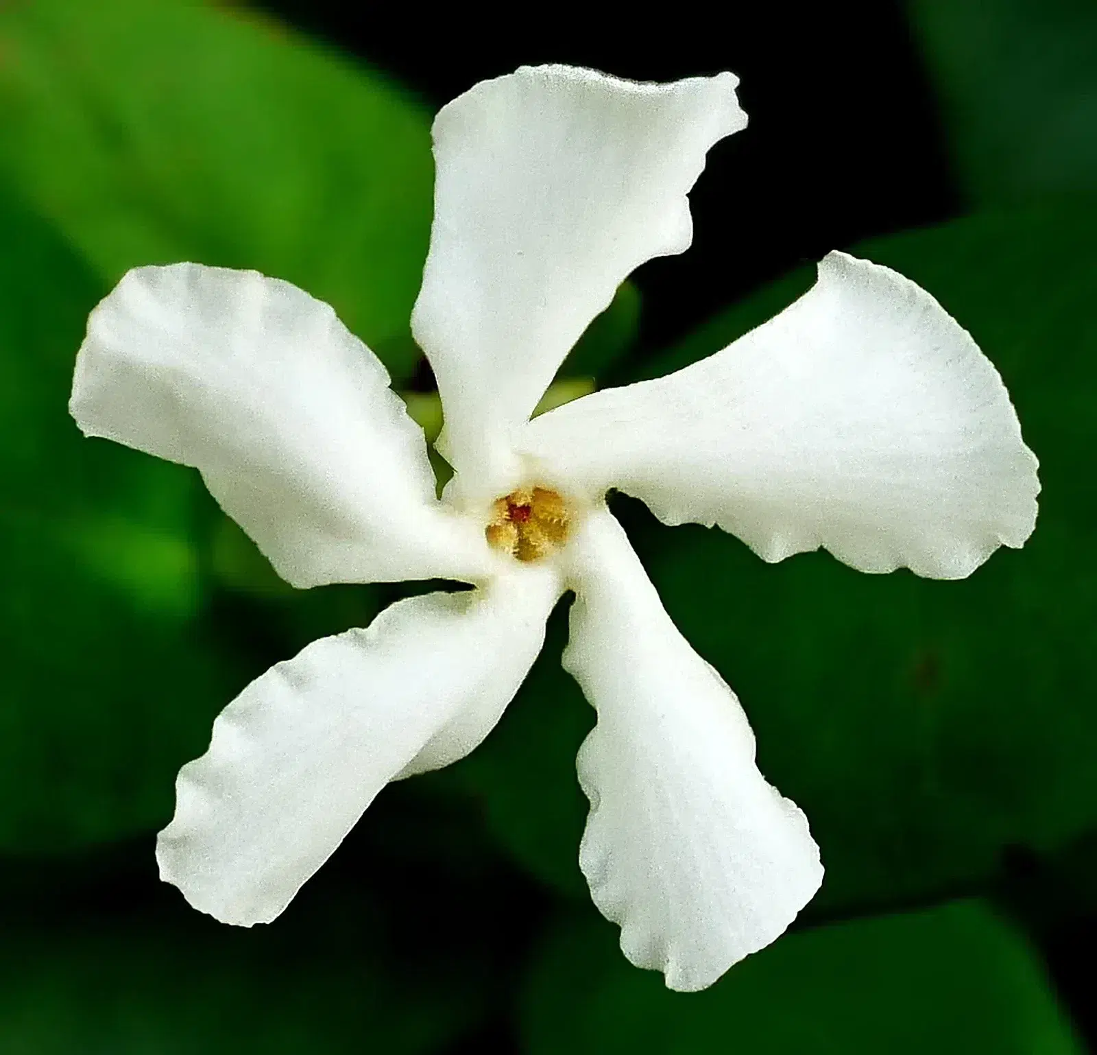 Confederate Jasmine -- Trachelospermum jasminoides.jpg