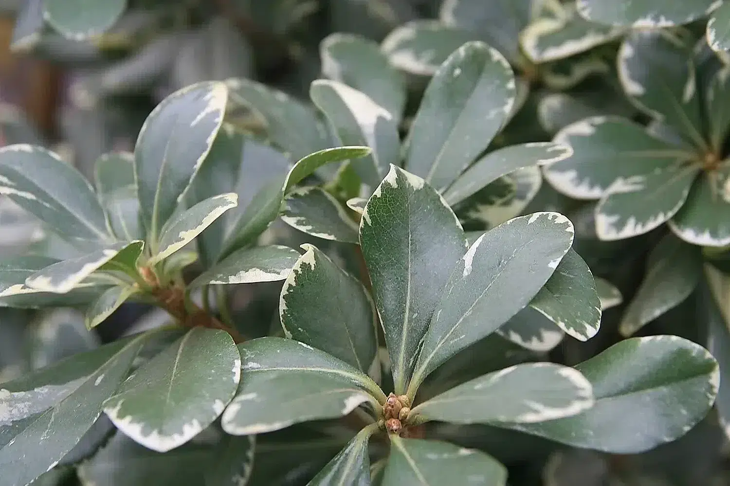 Pittosporum tobira Variegata 0zz.jpg