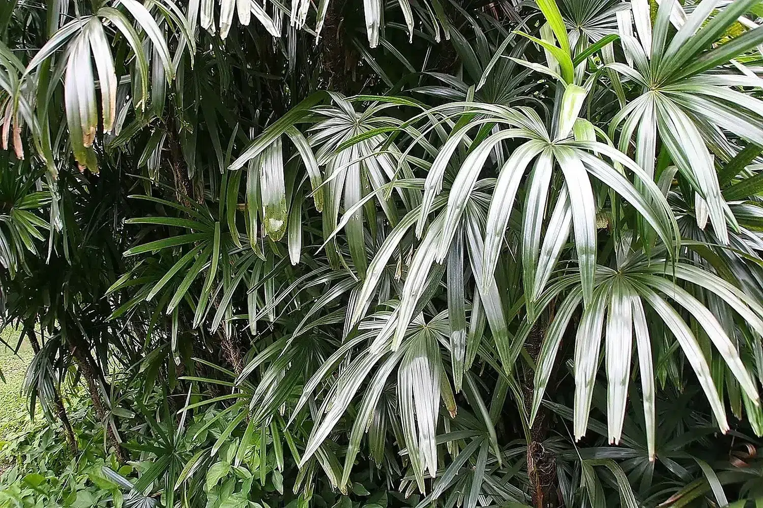 Rhapis excelsa 10zz.jpg