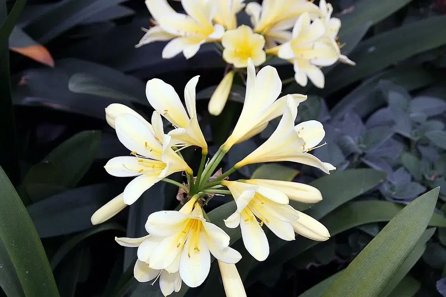 Clivia miniata 15zz.jpg