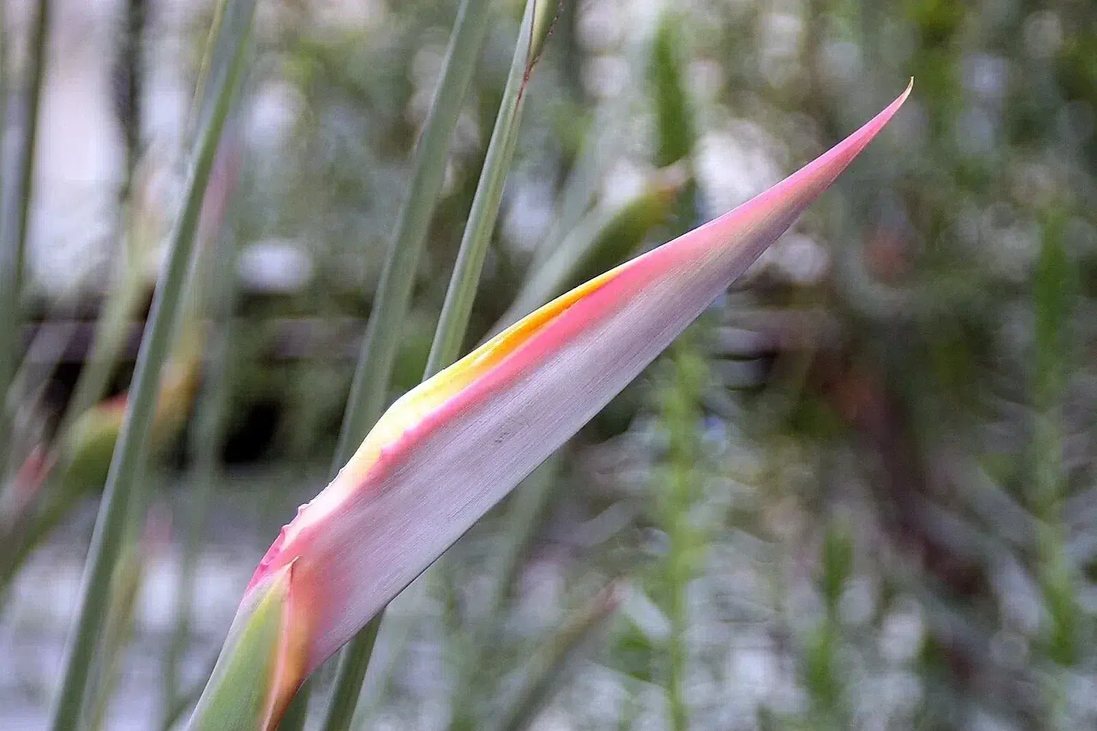 Strelitzia juncea 5zz.jpg