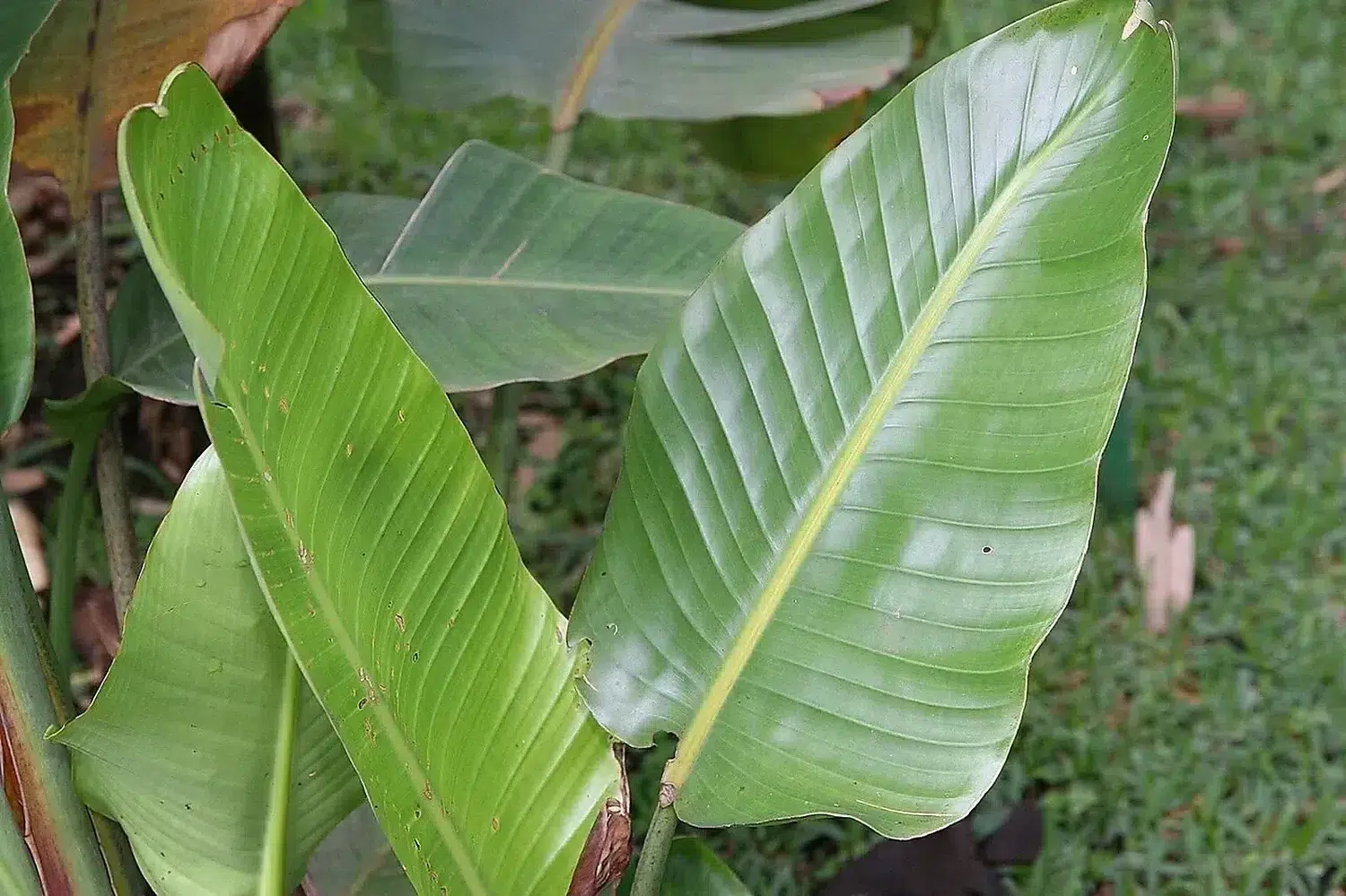 Strelitzia nicolai 20zz.jpg