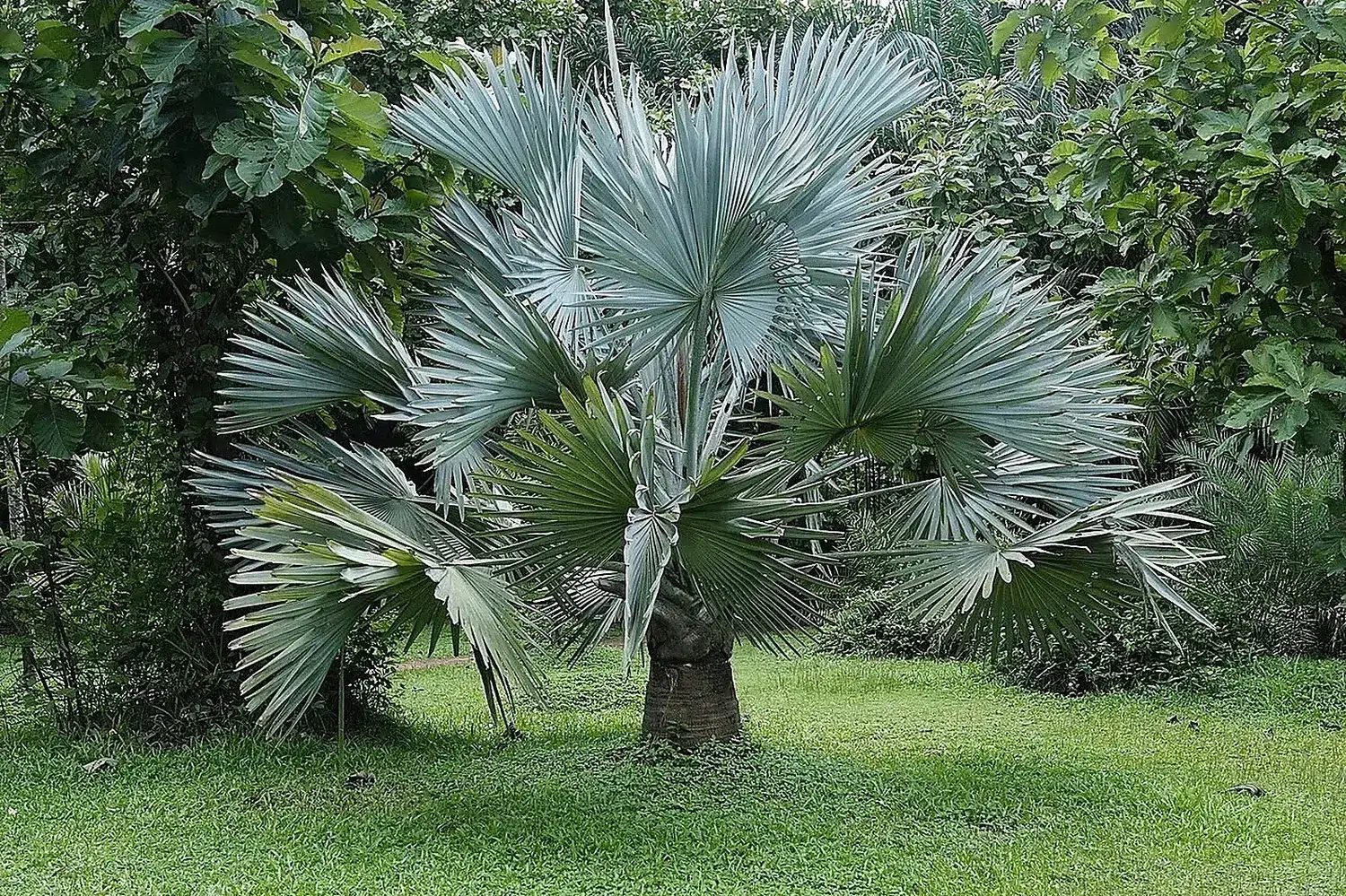Palmera Azul Bismarkia Nobilis