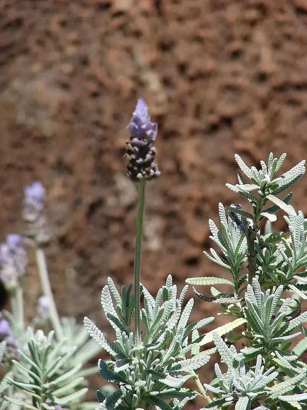 Starr 070402-6267 Lavandula dentata.jpg