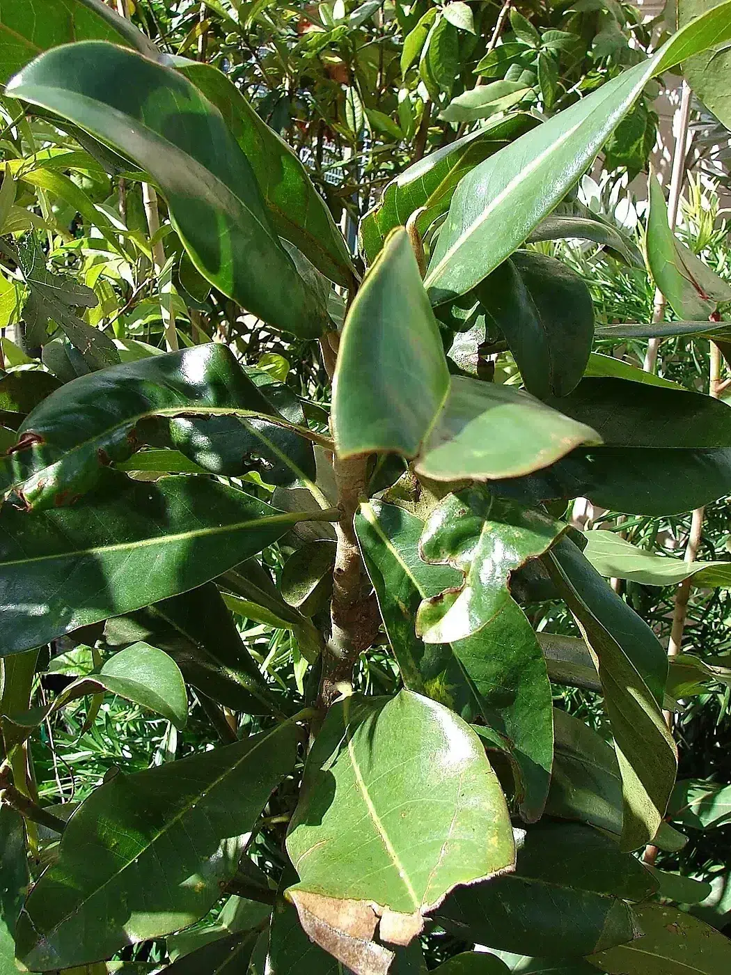 Starr 080103-1424 Magnolia grandiflora.jpg