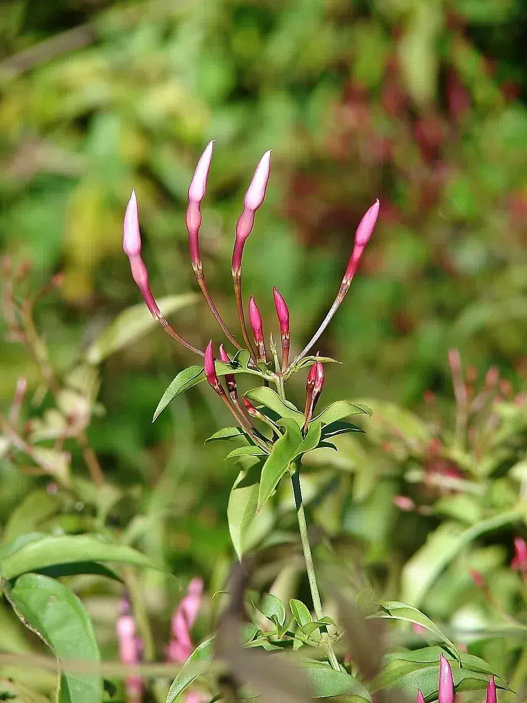 Starr 080219-2949 Jasminum polyanthum.jpg