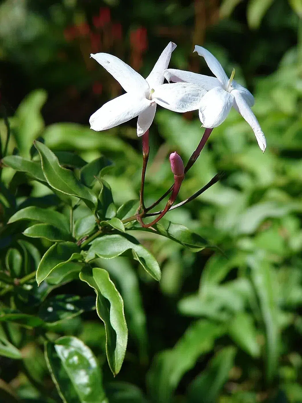 Starr 080219-2953 Jasminum polyanthum.jpg