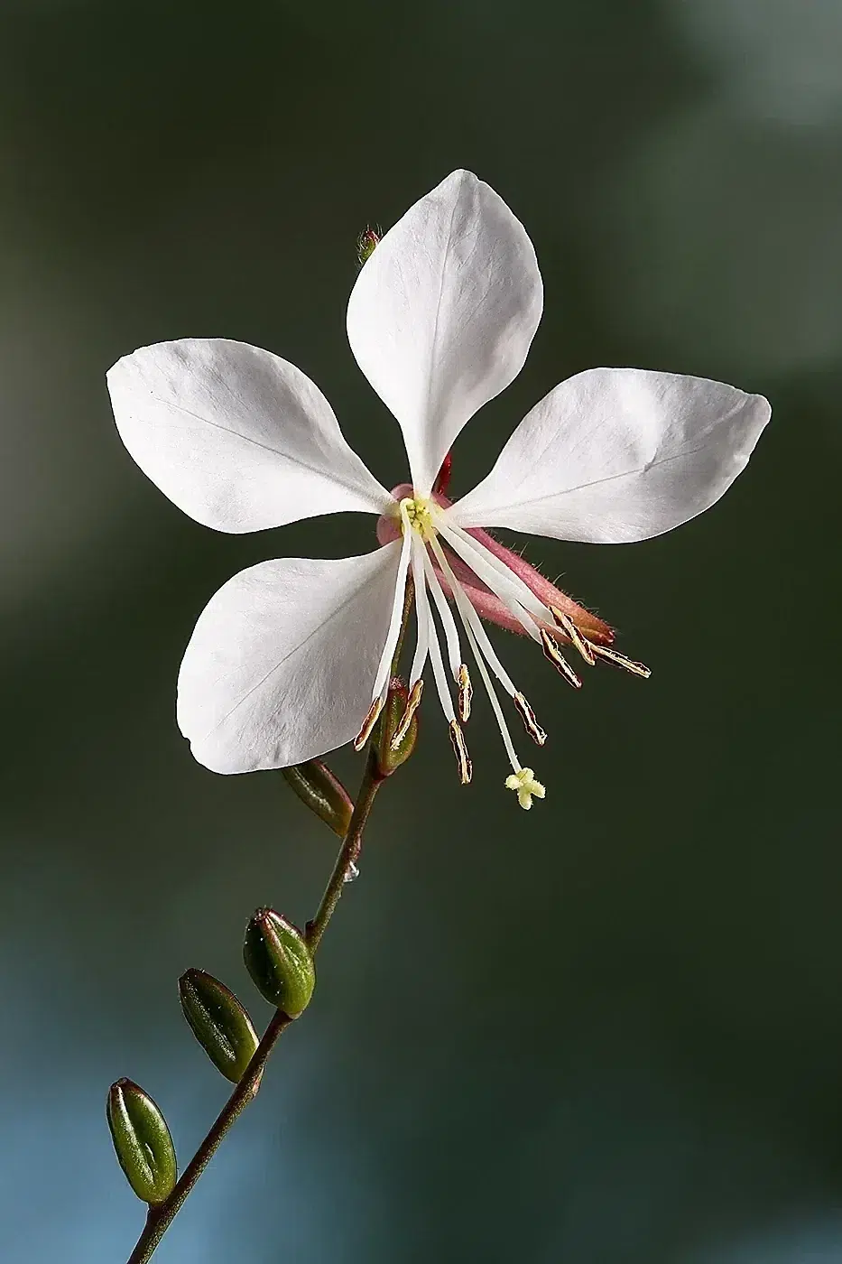 Gaura lindheimeri Whirling Butterflies.jpg
