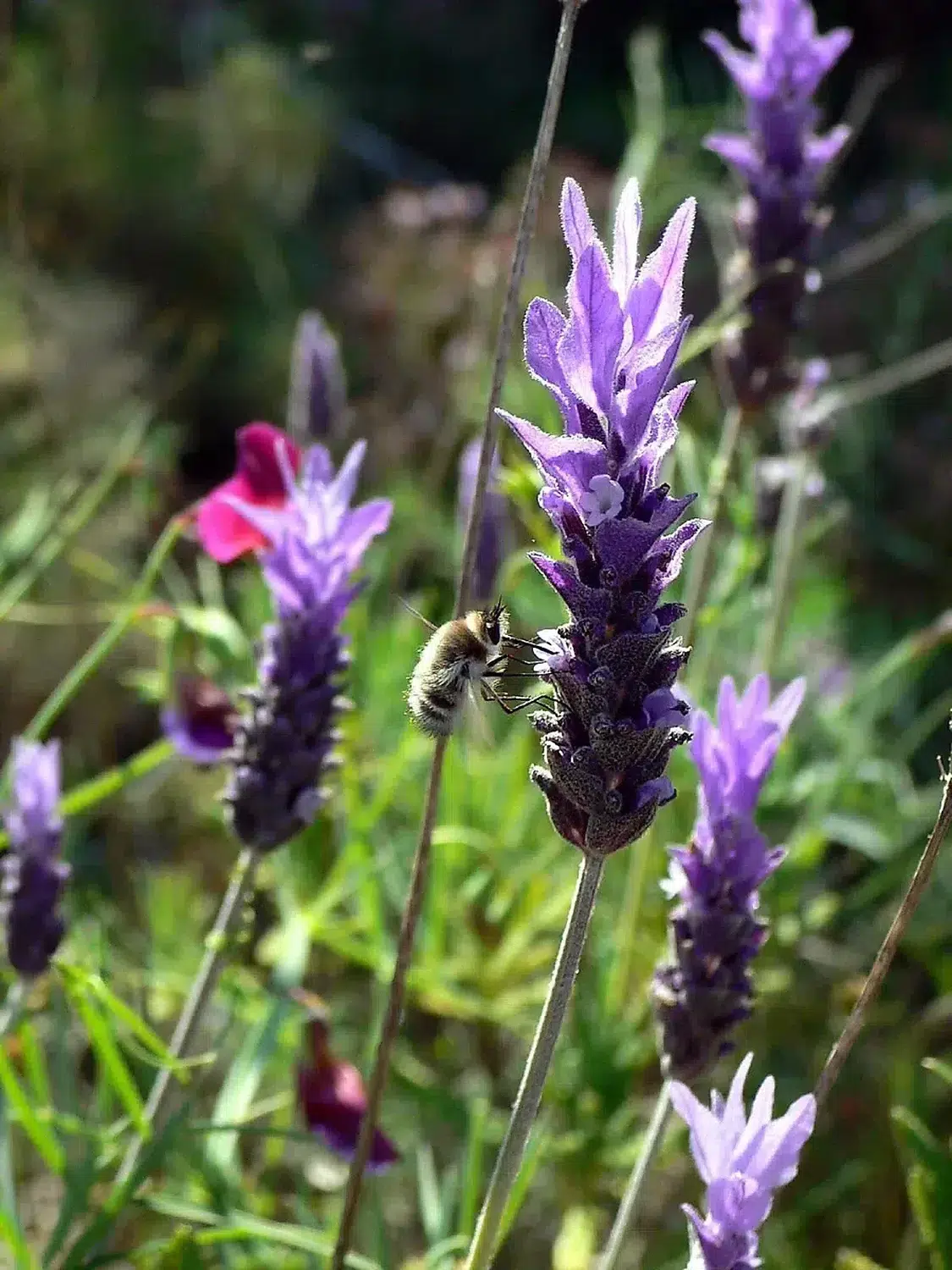 Lavandula dentata 2.jpg
