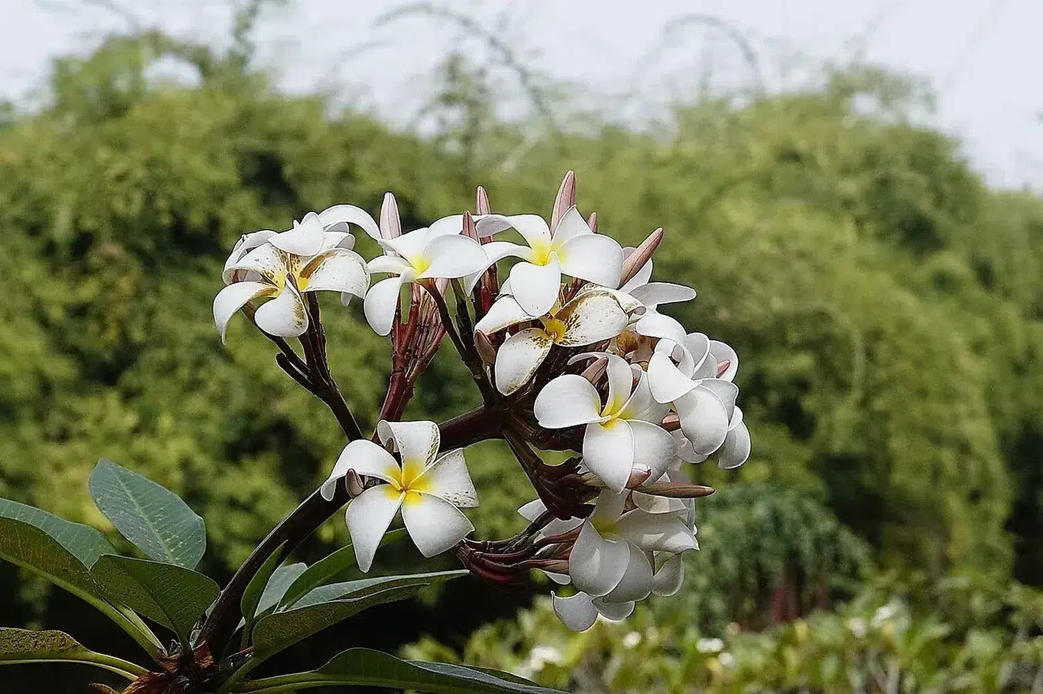 Plumeria rubra 2852.jpg