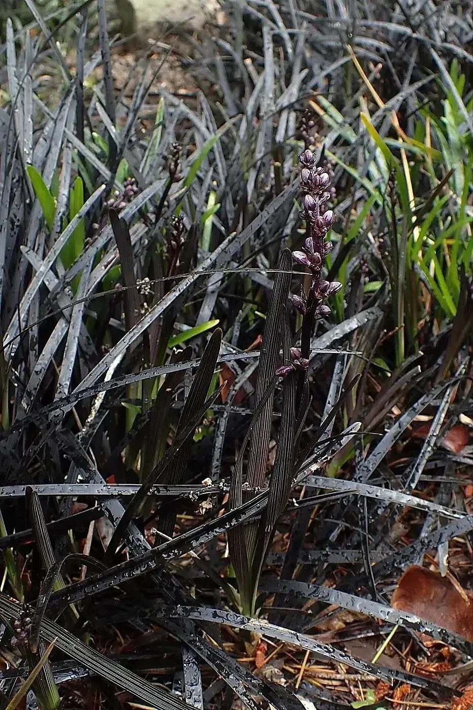Ophiopogon planiscapus 'Nigrescens' kz01.jpg