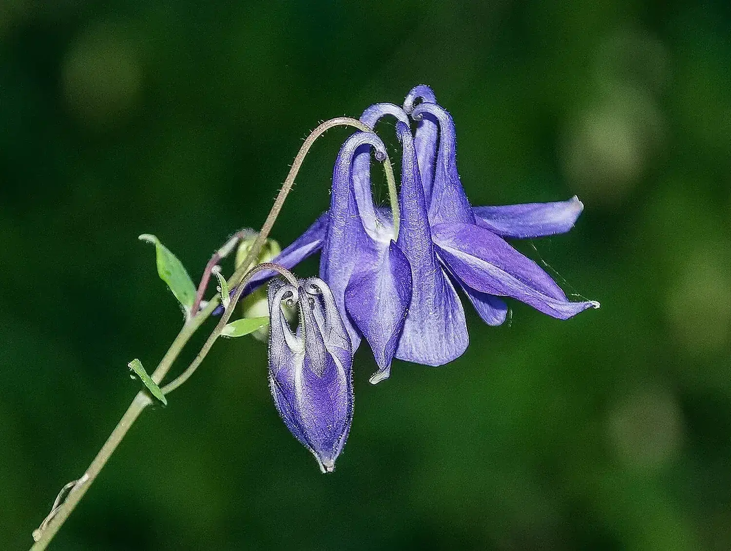 Aquilegia vulgaris in Aveyron 02.jpg