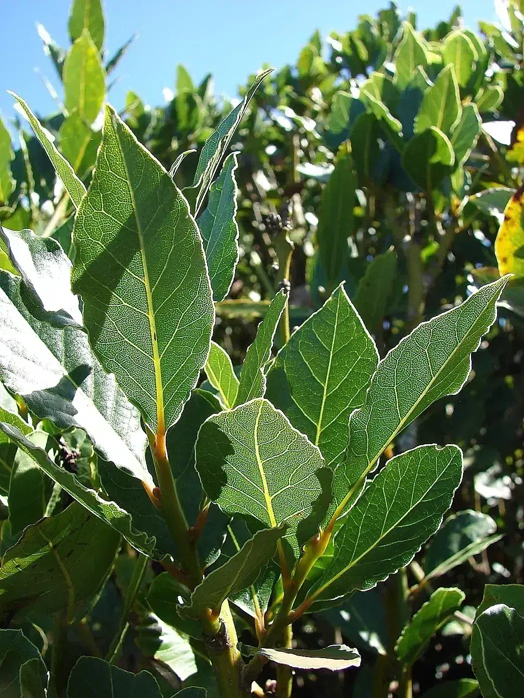 Starr-071024-0195-Laurus nobilis-leaves-Enchanting Floral Gardens of Kula-Maui (24867859296).jpg