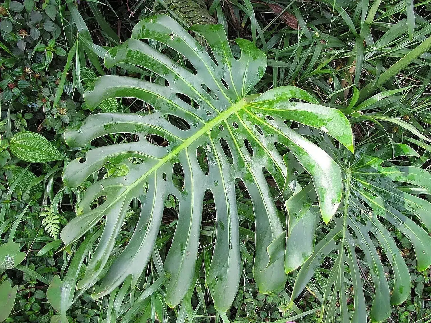 Starr-110330-3626-Monstera deliciosa-leaves-Garden of Eden Keanae-Maui (25054195856).jpg