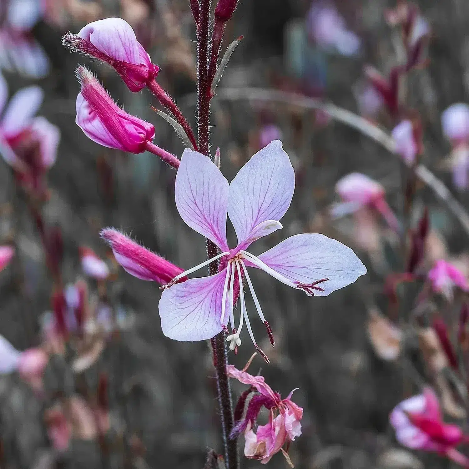 Gaura lindheimeri, prachtkaars. (actm) 01.jpg