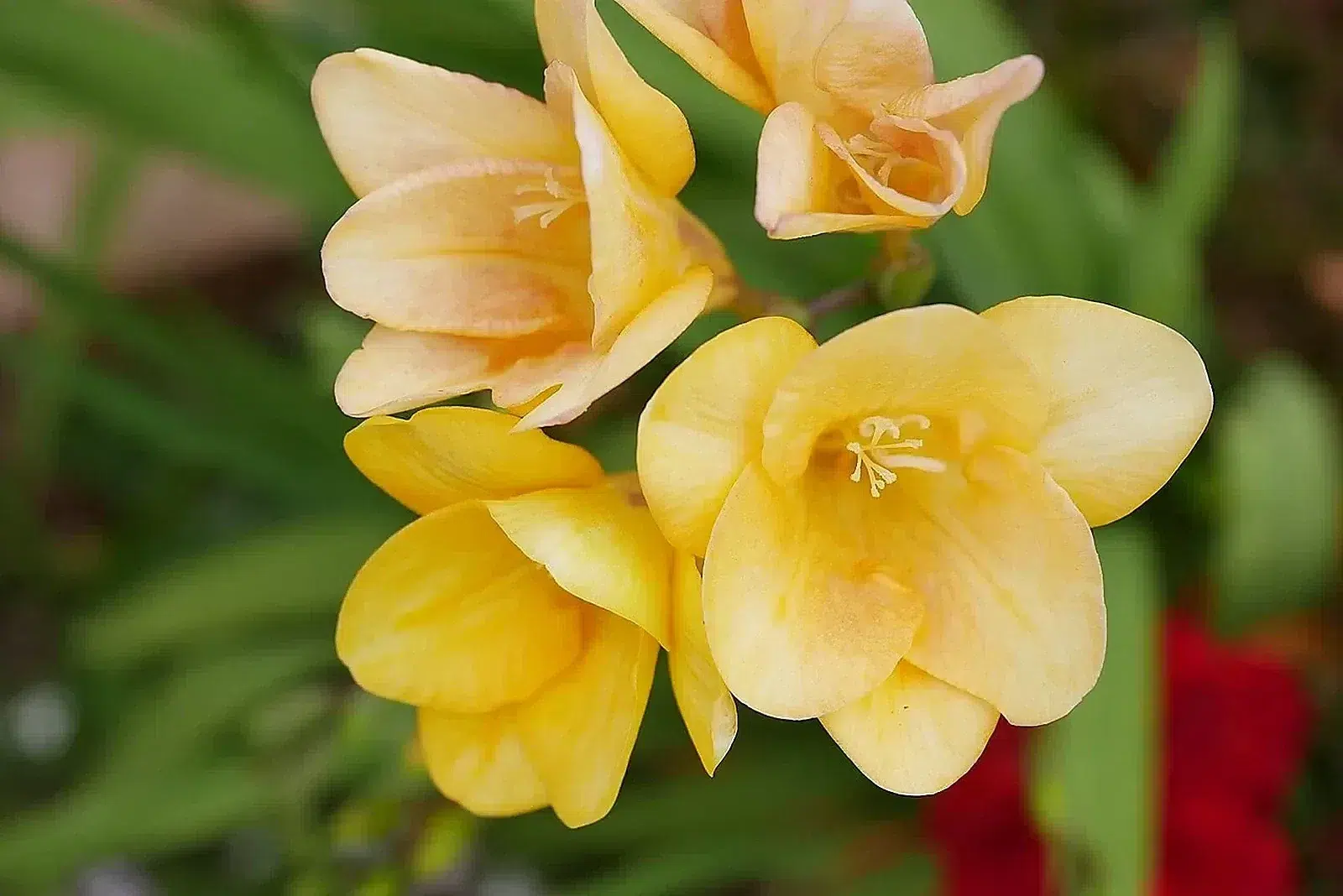 Yellow Freesia 001.jpg