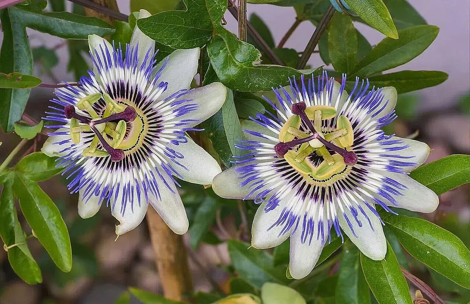 Passiflora caerulea - two flowers 2019-06-27.jpg