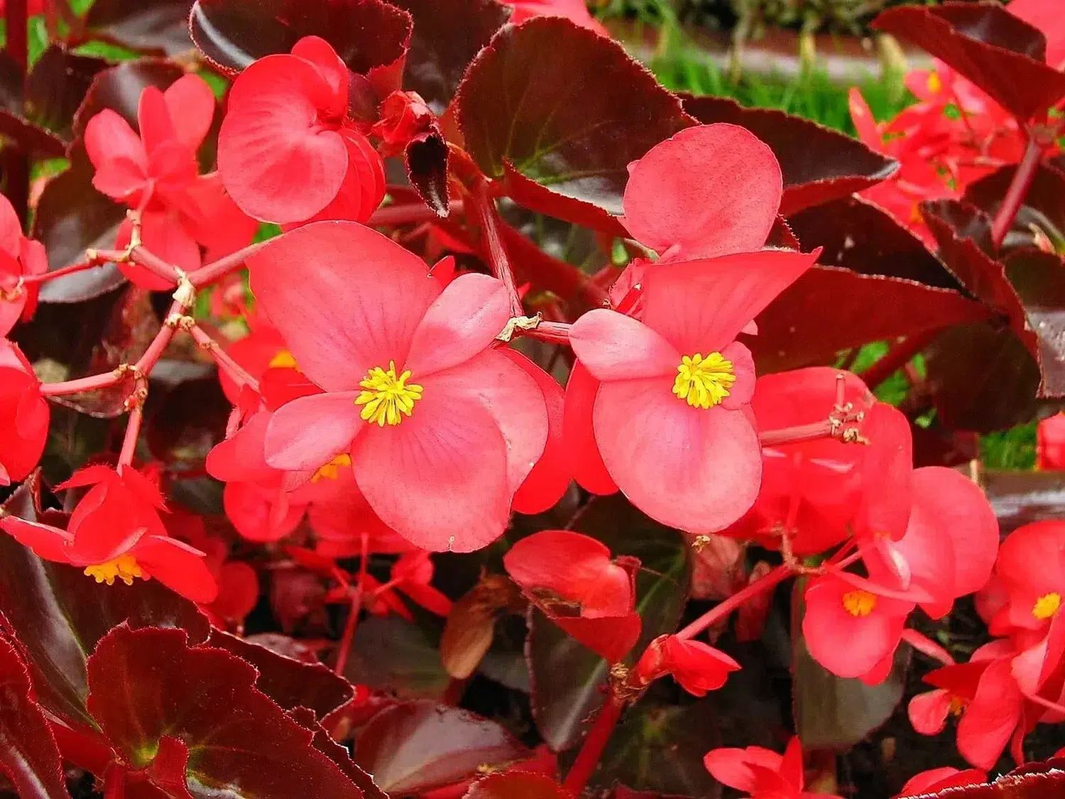 Begonia semperflorens (red ) 01.jpg