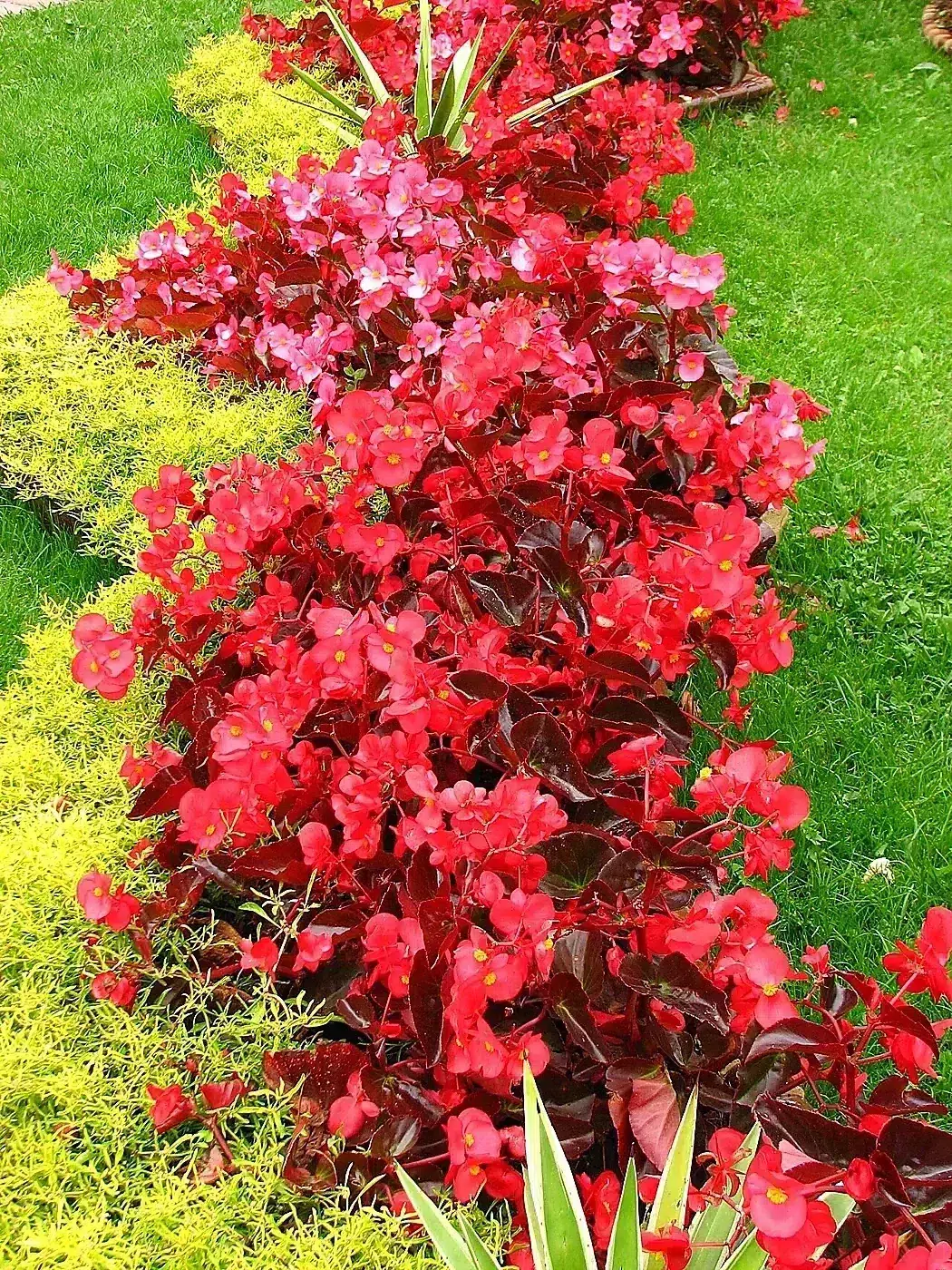 Begonia semperflorens (in a border) 01.jpg