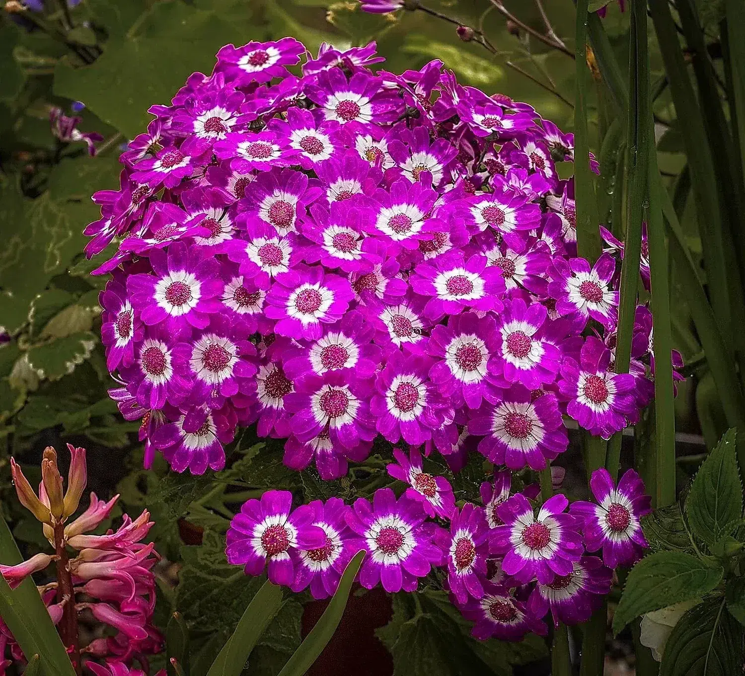 Florist's Cineraria (Pericallis × hybrida).jpg