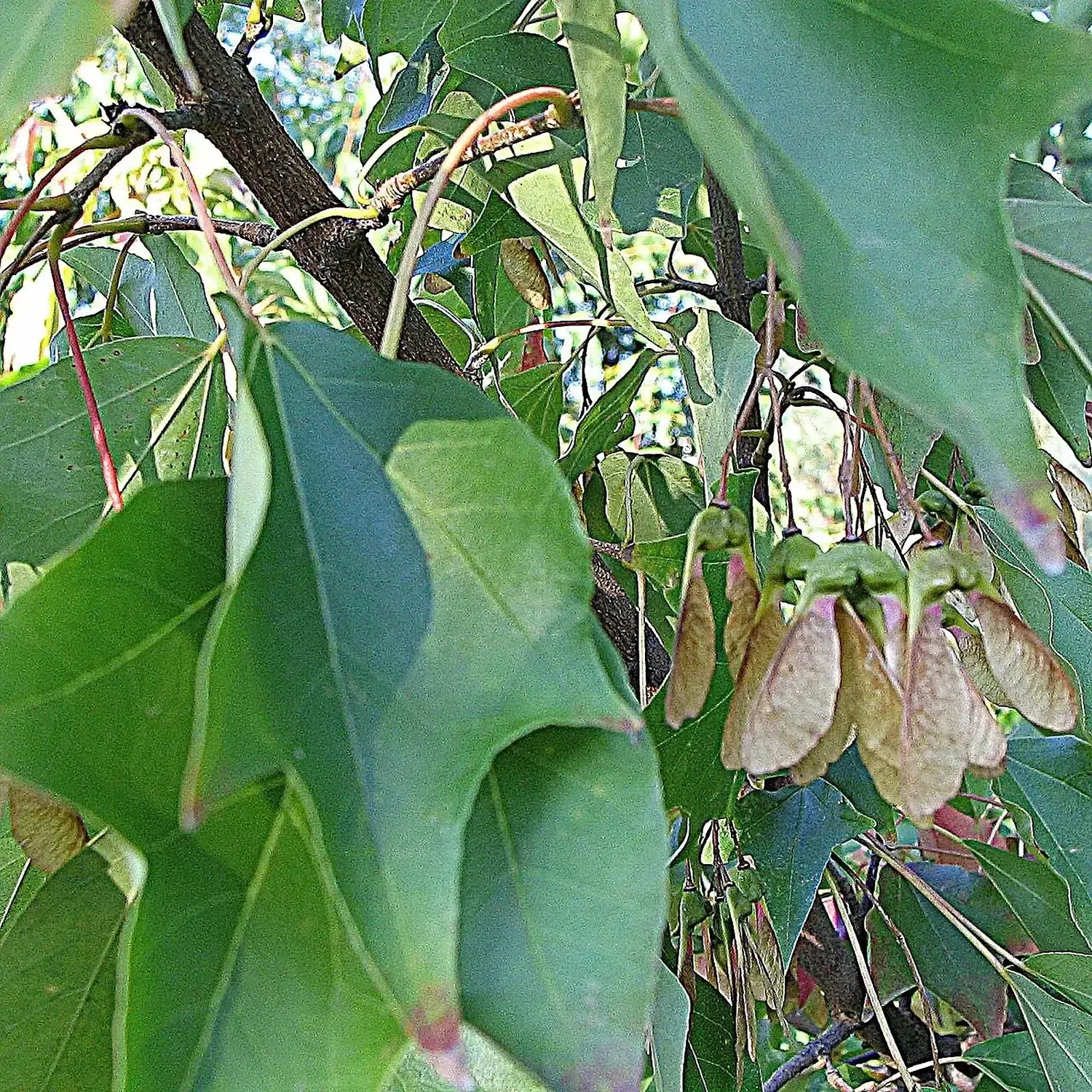 Acer buergerianum leaves and fruits.jpg