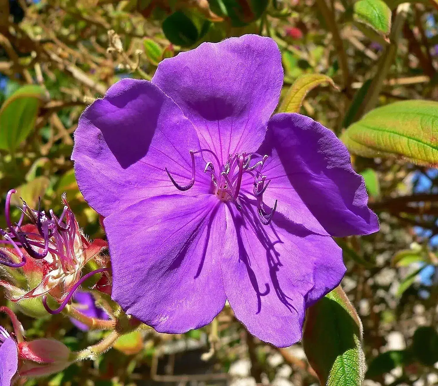 Tibouchina urvilleana 4.jpg