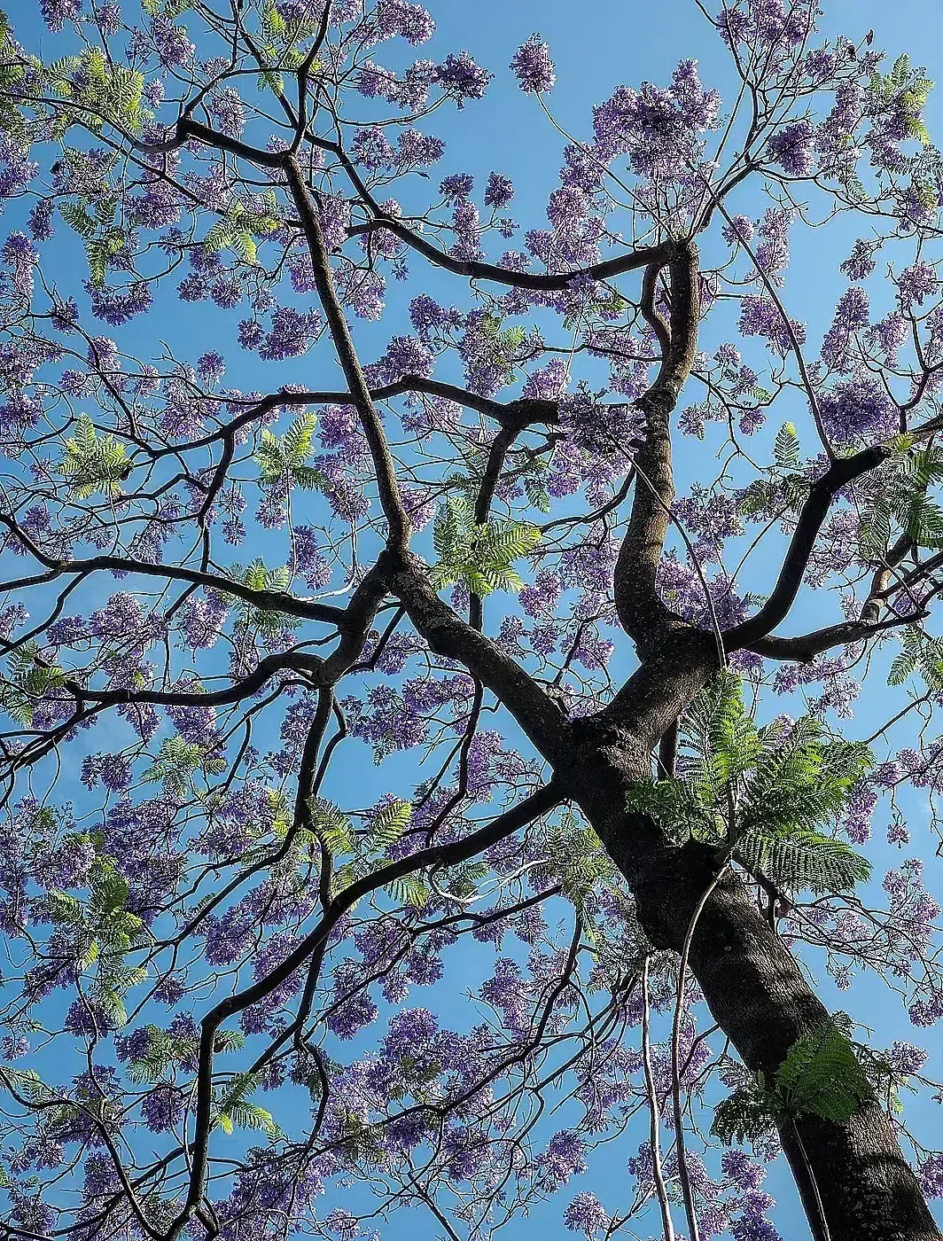 Jacaranda tree (Jacaranda mimosifolia) at Miguel Bombarda Avenue, Lisbon, Portugal julesvernex2.jpg