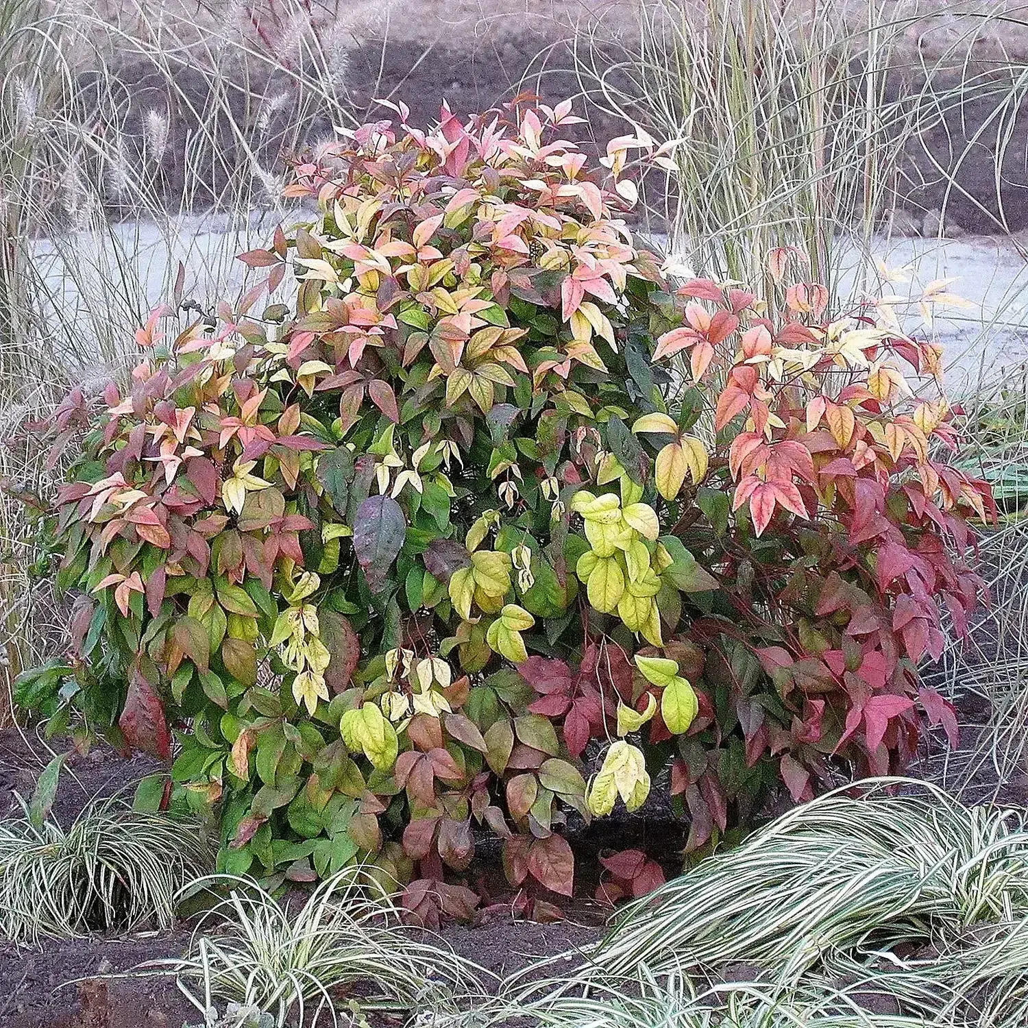 Nandina domestica 'Firepower', November, Belgrade.jpg