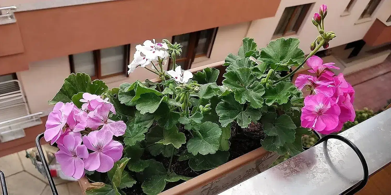 Pelargonium colors.jpg