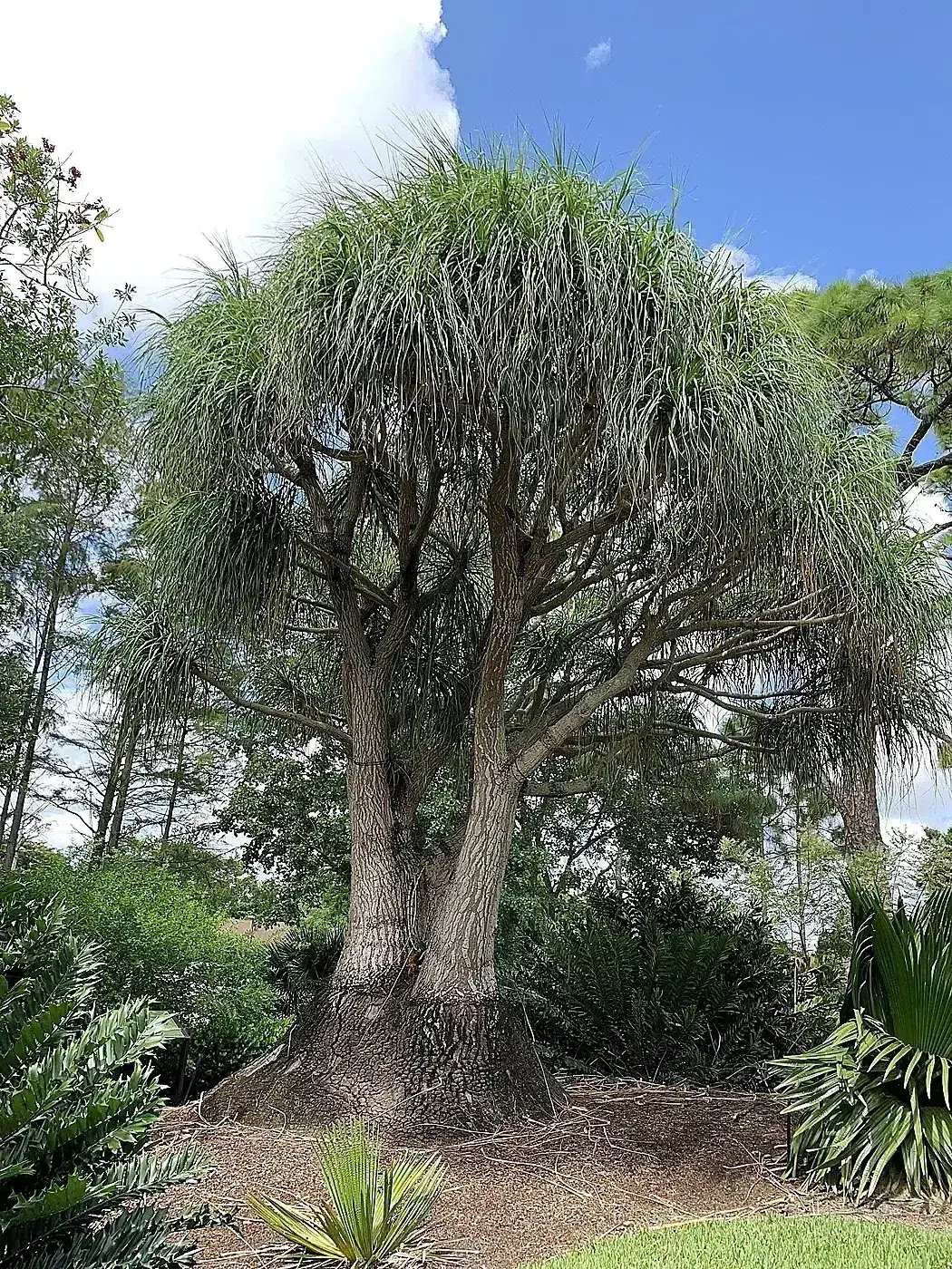 Beaucarnea recurvata—in Mounts Botanical Garden.jpg